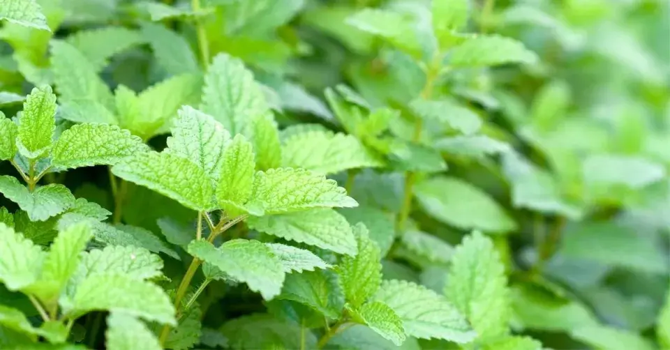 Meduňka lékařská