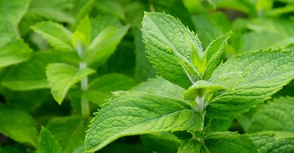 Máta huňatá (Mentha x villosa)