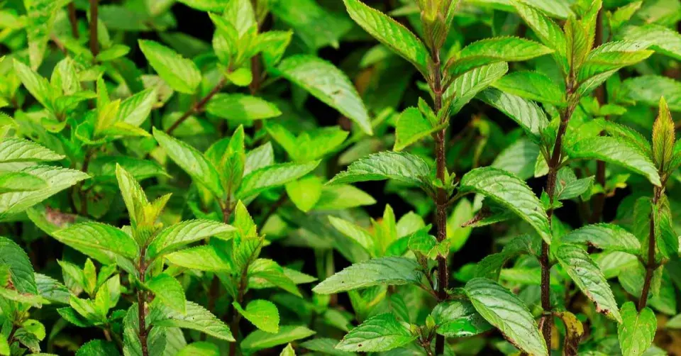 Máta peprná (Mentha x piperita)