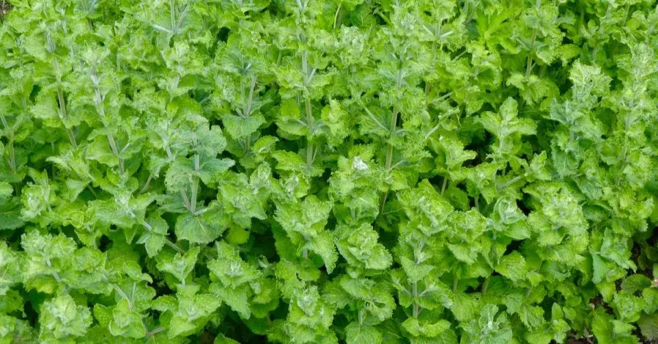 Máta kadeřavá (Mentha spicata var. crispa)