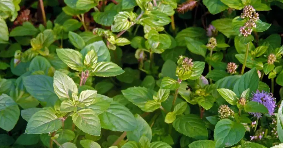 Máta vodní (Mentha aquatica)