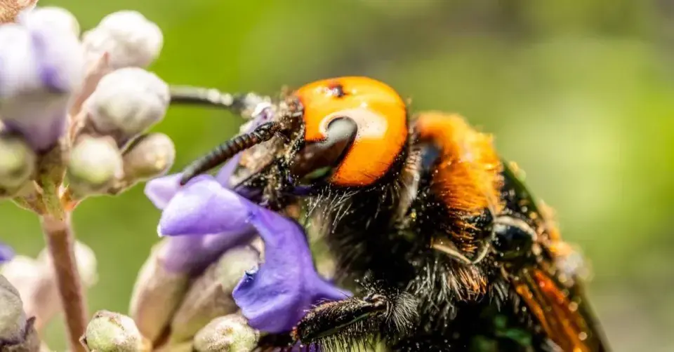 Sršeň mandarínská