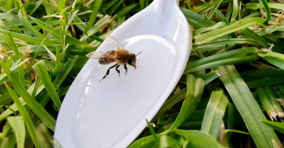 Včela na lžíci s vodou