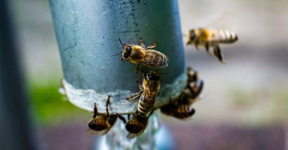 Včely u vodovodního kohoutku