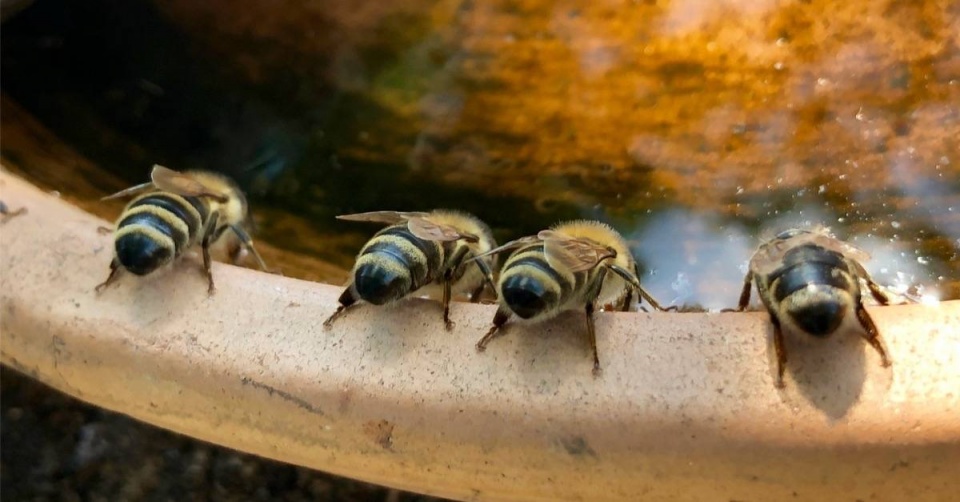 Včely pijí vodu