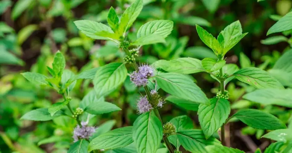 Máta rolní (Mentha arvensis)