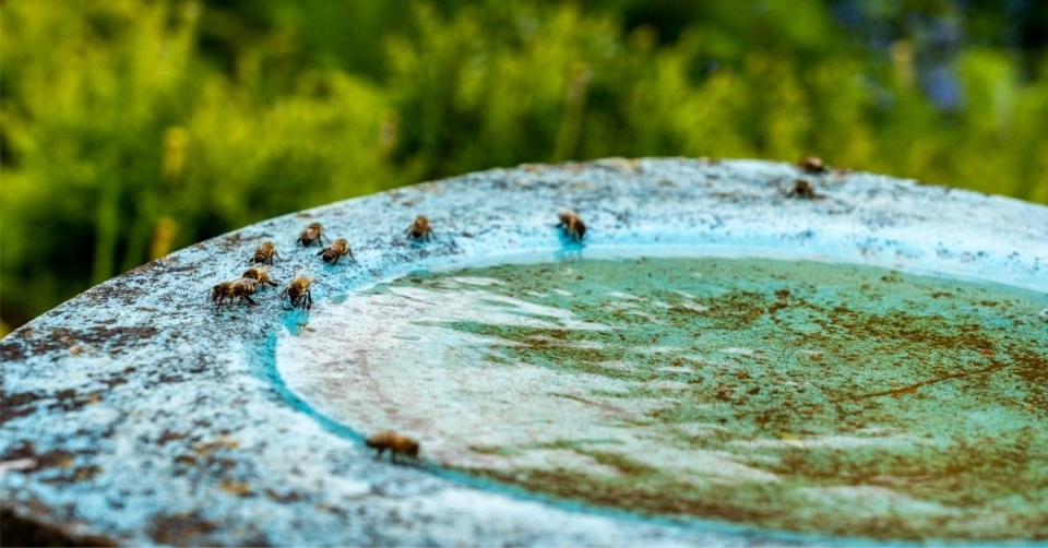 Včely na ptačím pítku