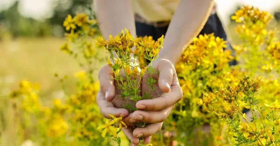 Třezalka tečkovaná