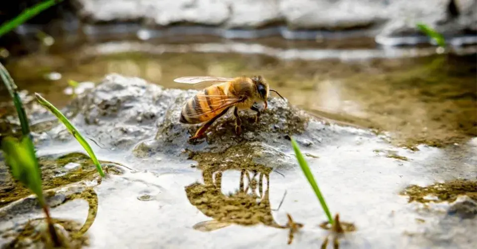 Včela pije vodu