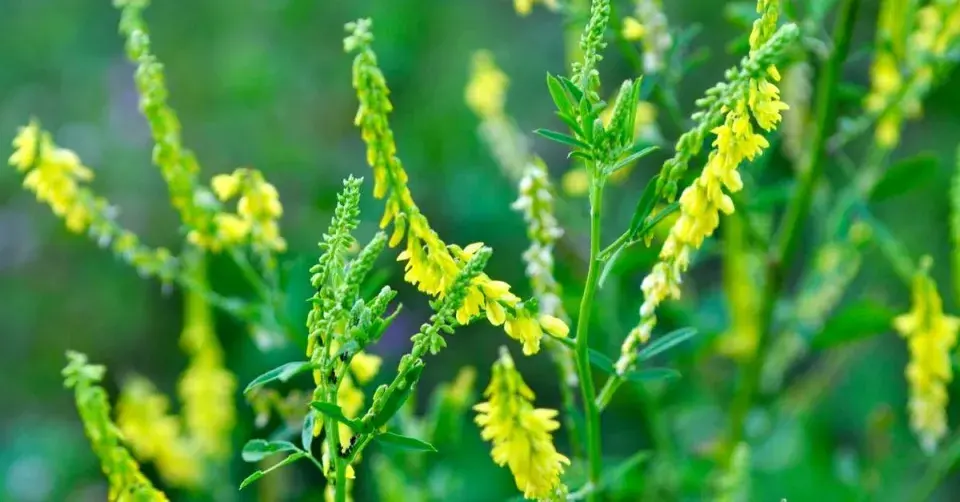 Komonice lékařská