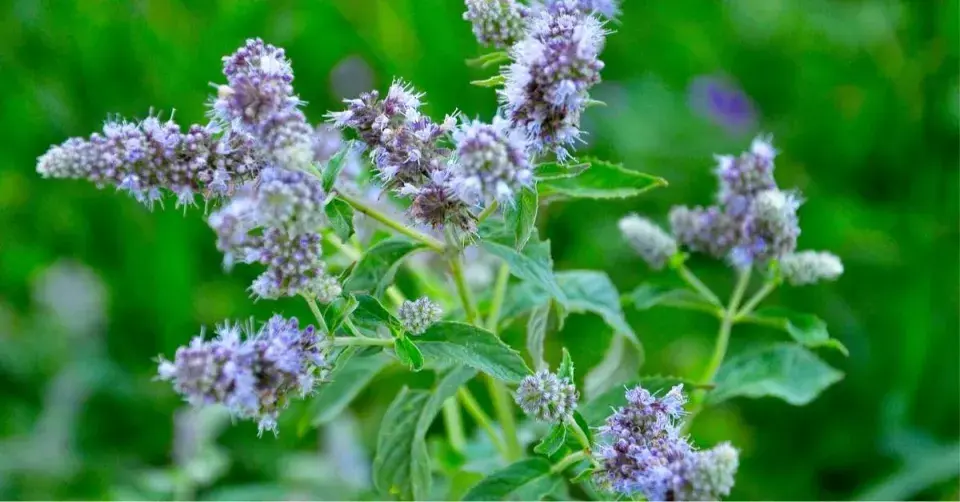 Máta dlouholistá (Mentha longifolia)