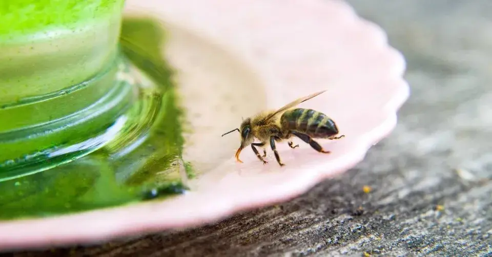 Včela pije vodu