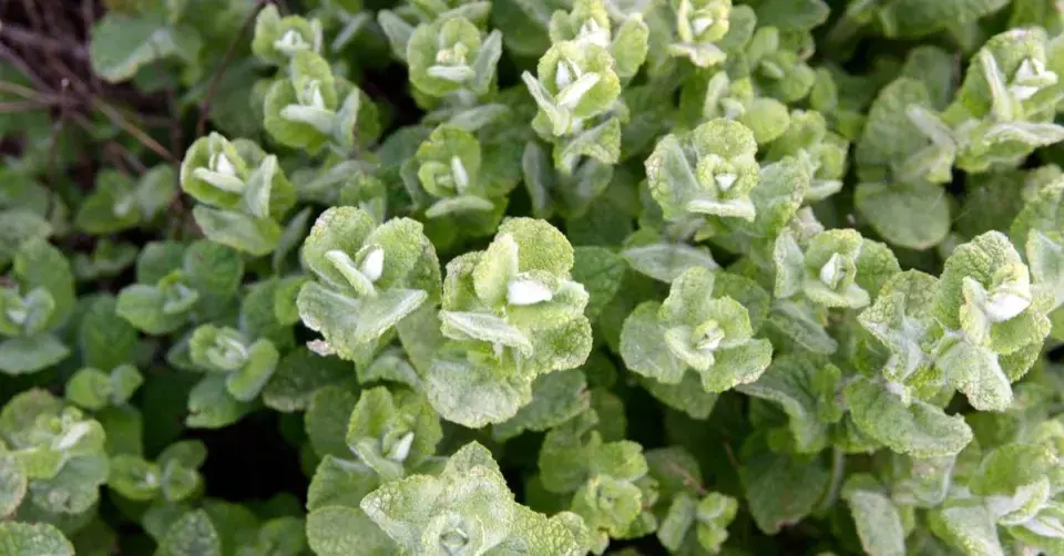 Máta vonná (Mentha suaveolens)