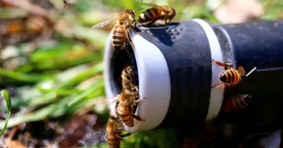 Včely na hadici s vodou