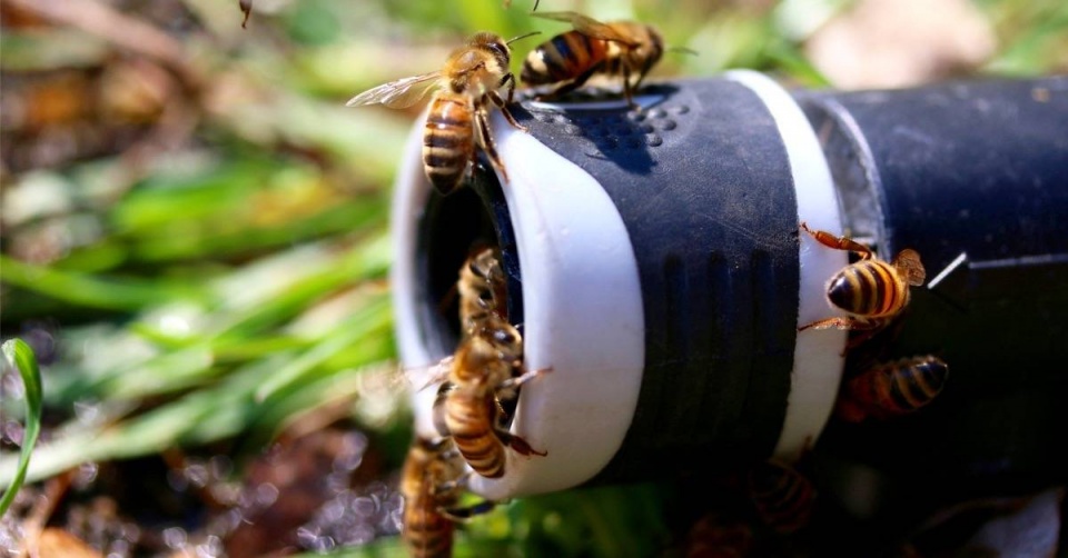 Včely na hadici s vodou