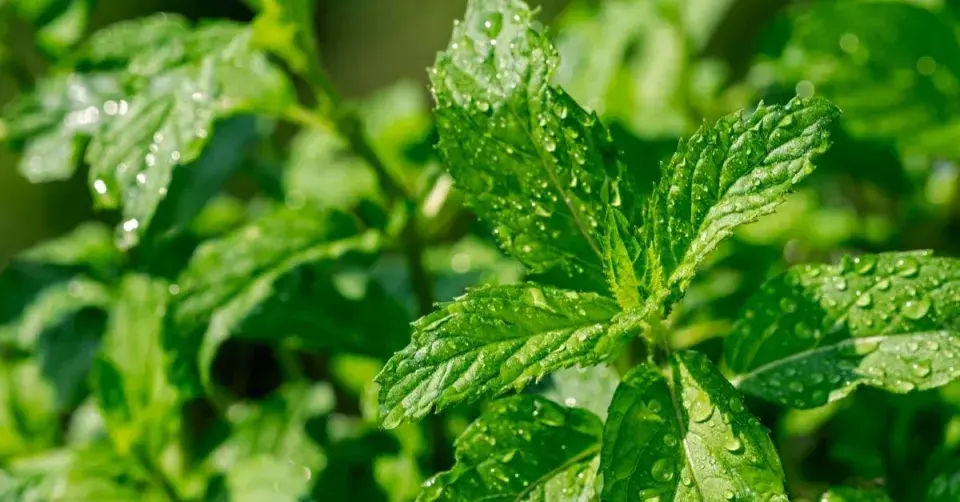 Máta švýcarská (Mentha spicata var. swiss)