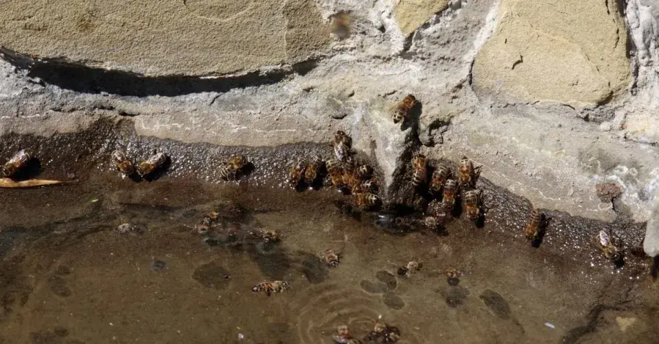 Včely pijí z kaluže