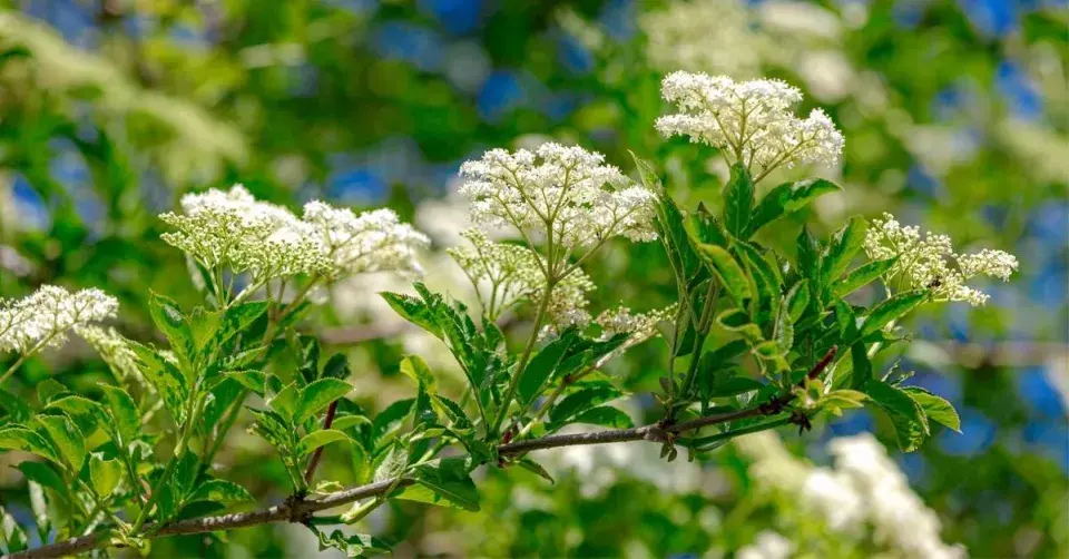 Květy bezu černého