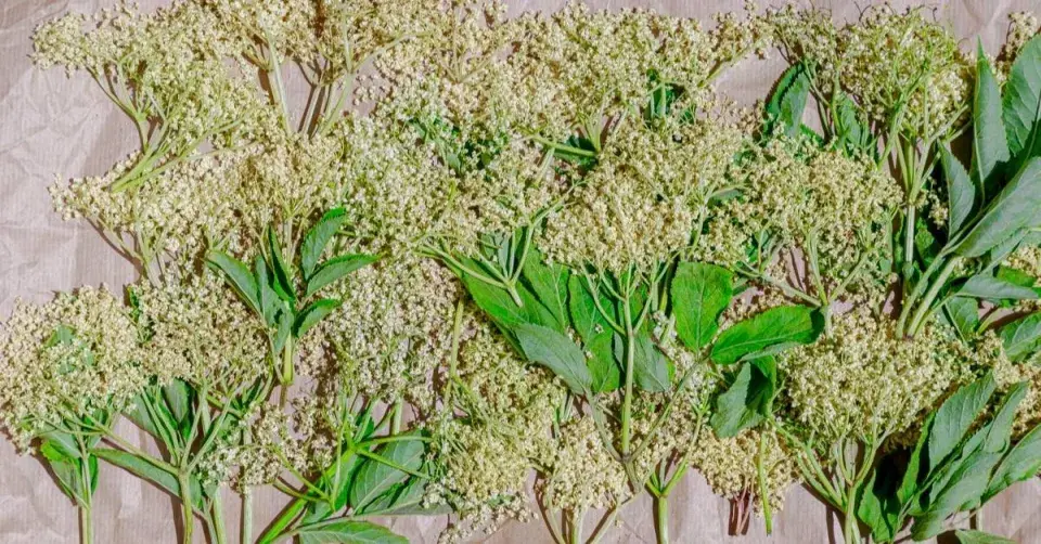 Sušené květy bezu