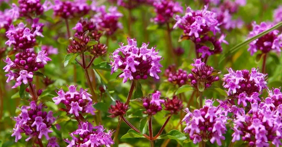 Mateřídouška obecná