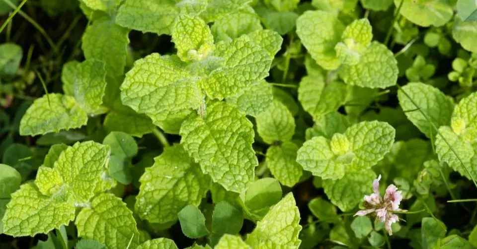 Máta okrouhlolistá (Mentha x rotundifolia)