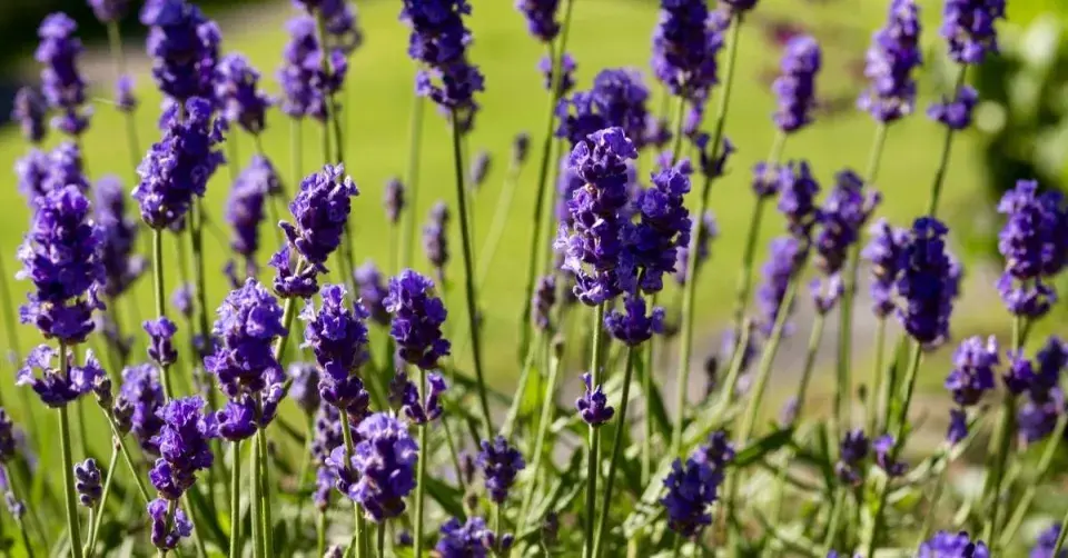 Levandule lékařská