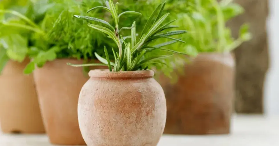 Terakotové květináče
