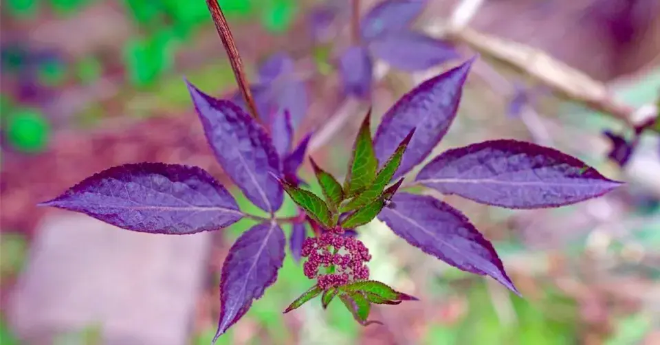 Bez černý, kultivar 'Black Beauty'