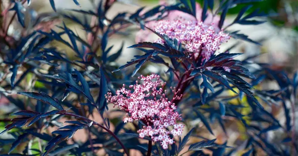 Bez černý Black Lace®