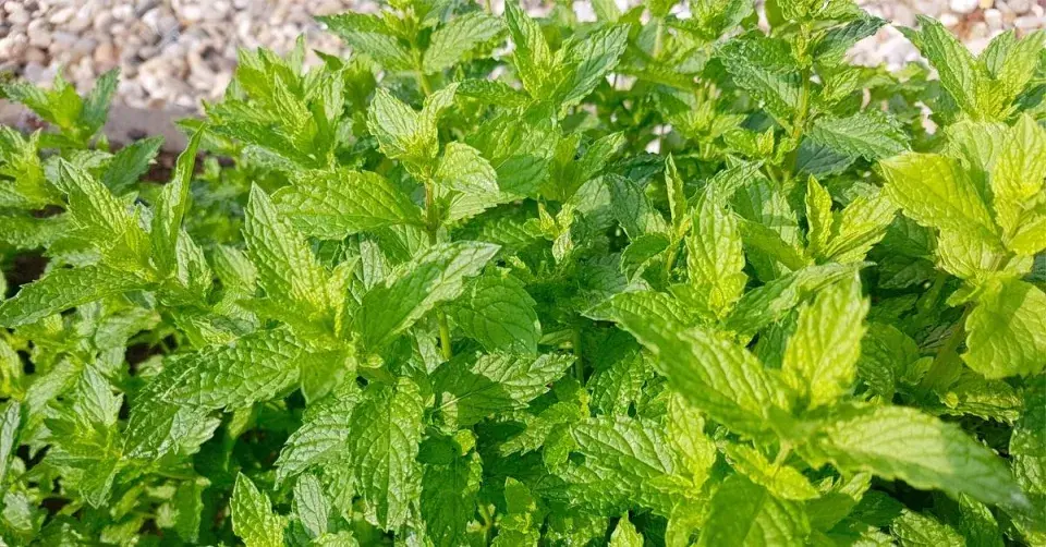 Máta marocká (Mentha spicata var. moroccan)