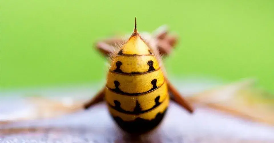 Žihadlo sršně obecné