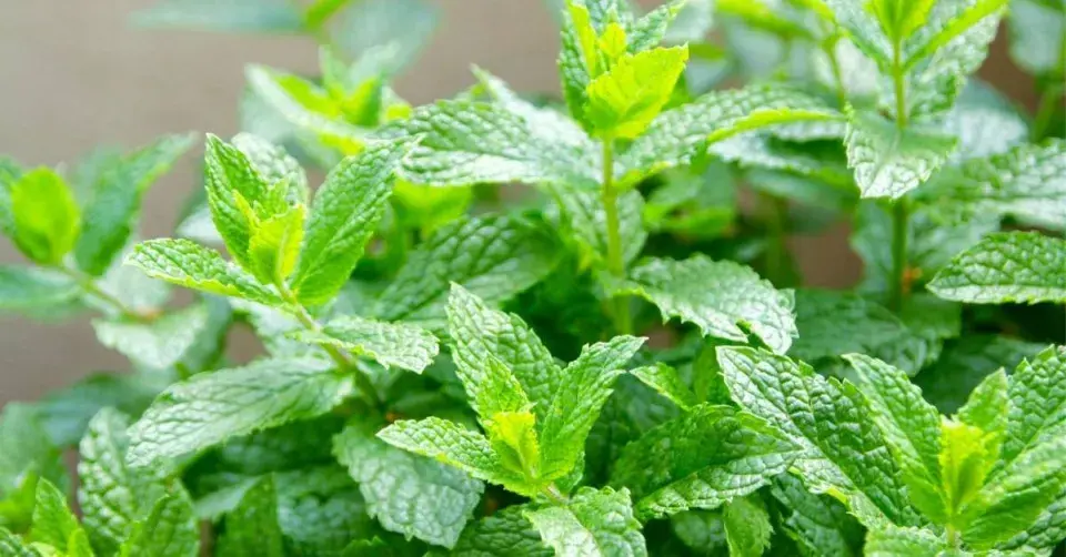 Máta klasnatá (Mentha spicata)