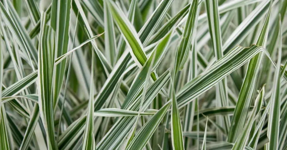 Chrastice rákosovitá 'Picta'