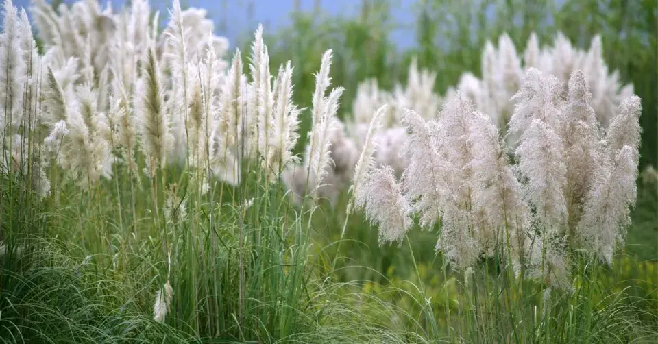 Kortaderie dvoudomá