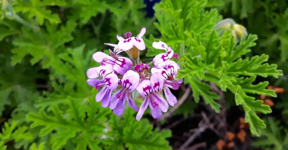 Vonná pelargonie