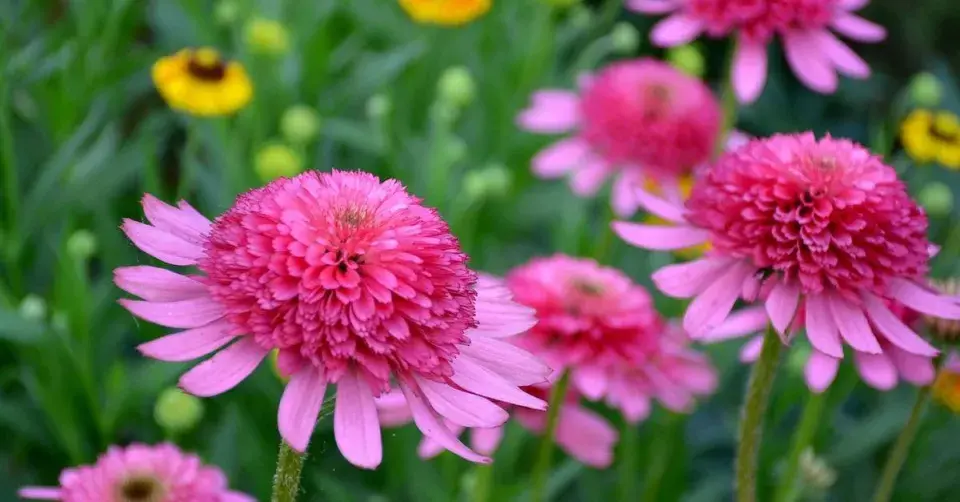 Třapatkovka ’Pink Double Delight’