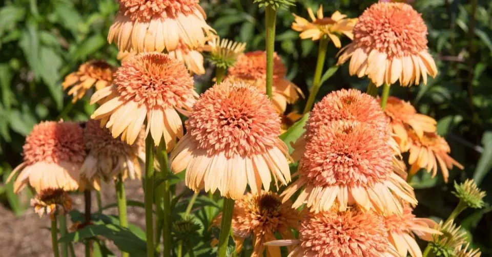 Třapatkovka 'Supreme Cantaloupe'