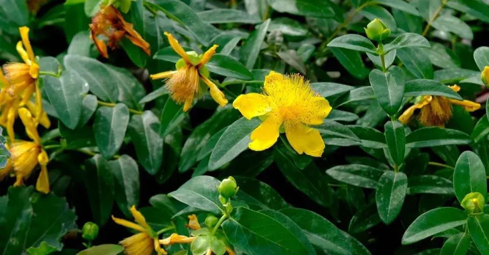 Třezalka kalíškatá