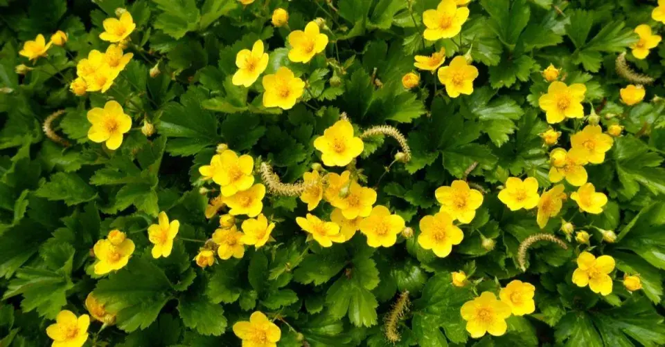 Mochnička trojčetná