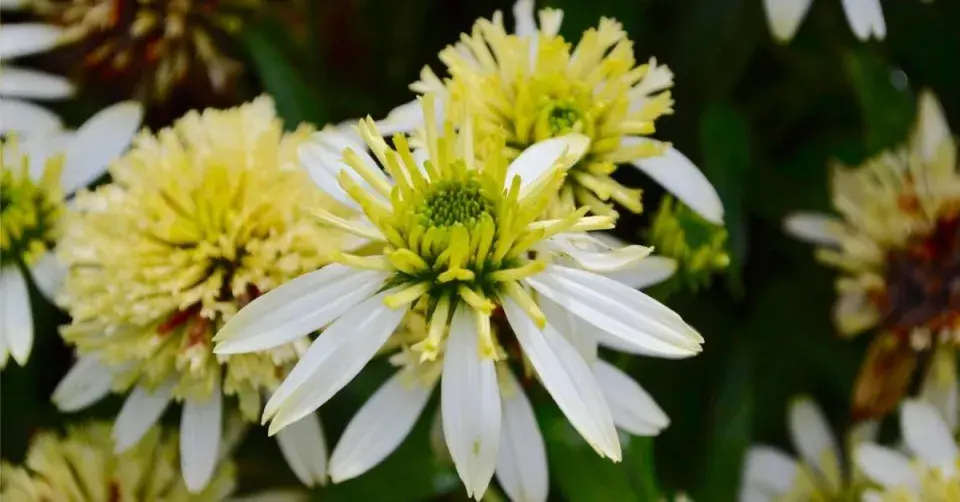 Třapatkovka 'Meringue'