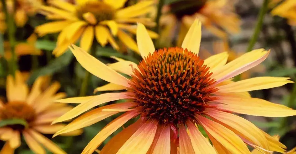 Třapatkovka 'Big Kahuna'