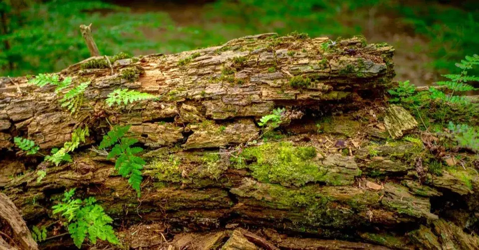 Tlející kmen stromu