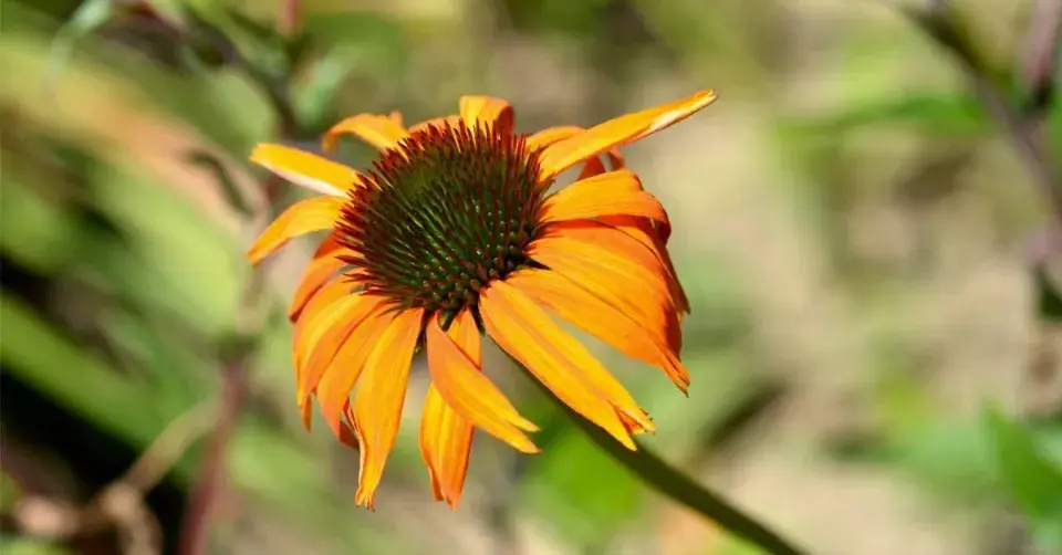 Třapatkovka 'Hot Lava'