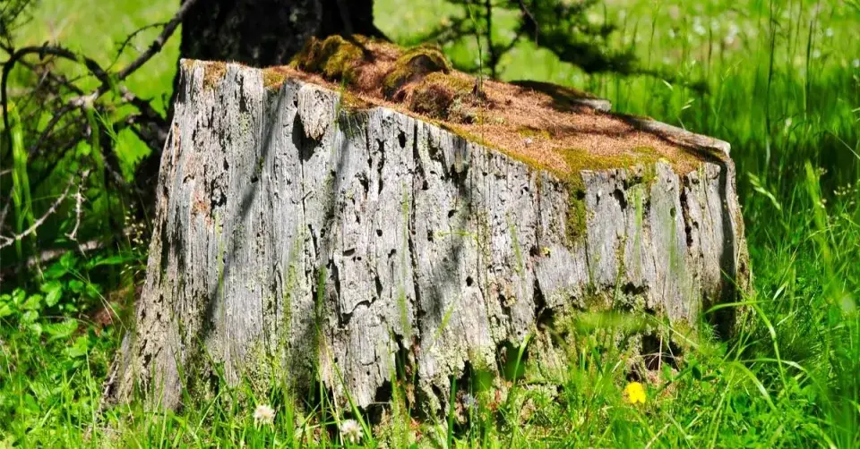 Trouchnivějící pařez