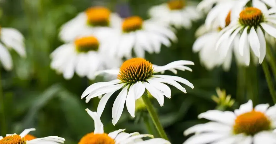 Třapatkovka 'White Swan'