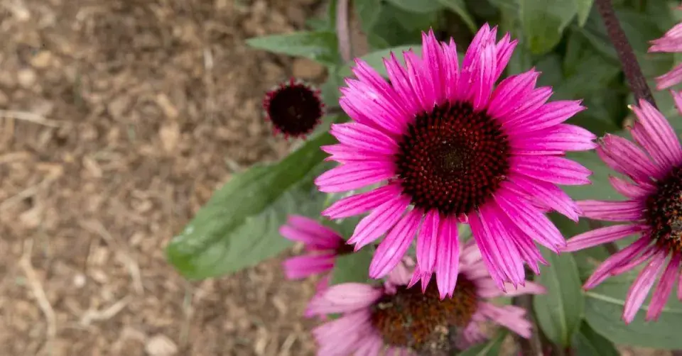 Třapatkovka ’Fatal Attraction’