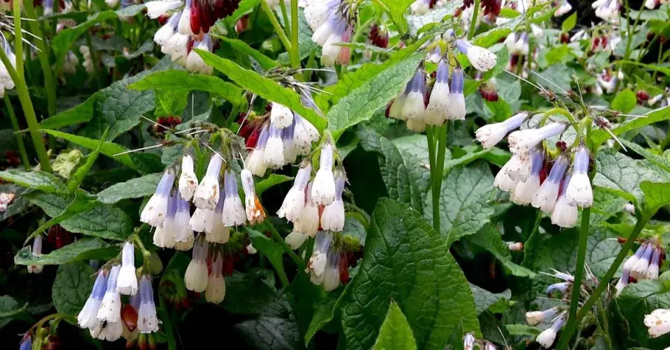 Kostival velkokvětý