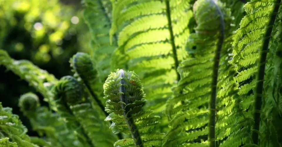 Pérovník pštrosí