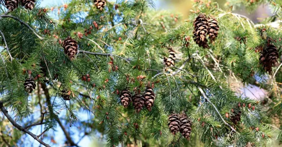 Douglaska tisolistá