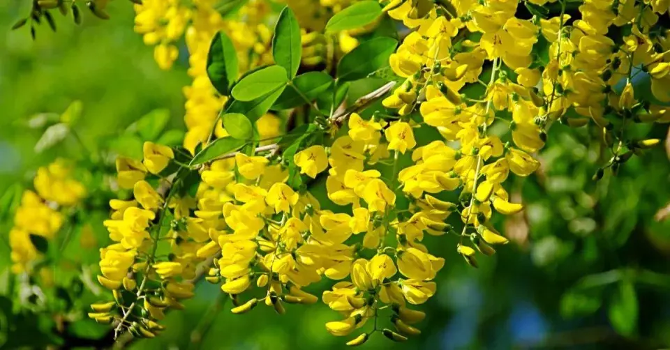 Štědřenec odvislý